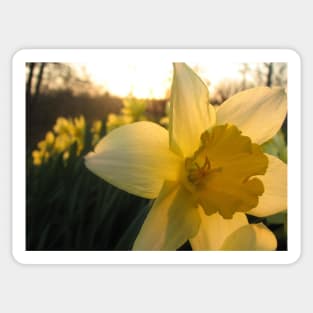 Daffodil Sunset Sticker